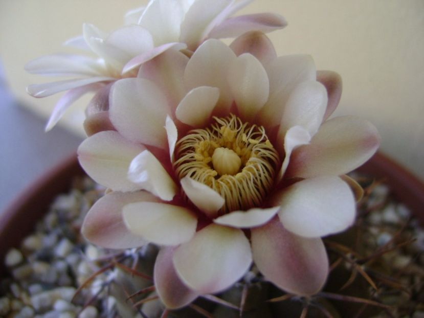 Gymnocalycium ochoterenae v. cinereum - Cactusi 2017 Gymnocalycium