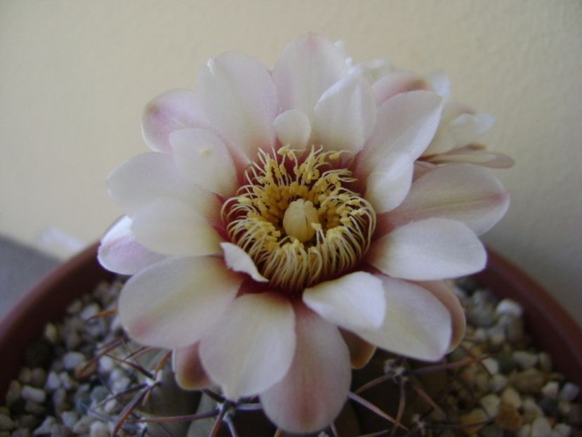 Gymnocalycium ochoterenae v. cinereum - Cactusi 2017 Gymnocalycium