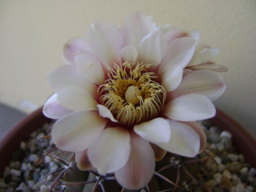 Gymnocalycium ochoterenae v. cinereum - Cactusi 2017 Gymnocalycium