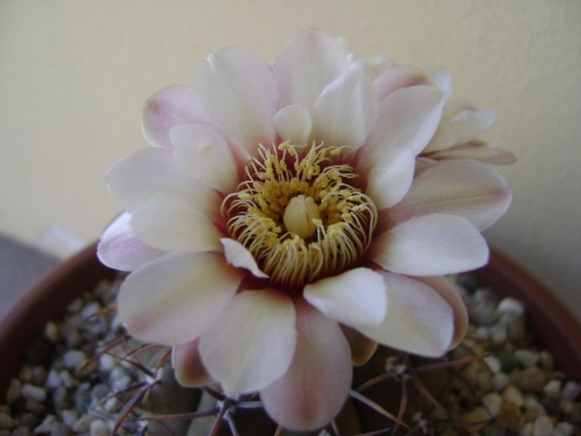 Gymnocalycium ochoterenae v. cinereum - Cactusi 2017 Gymnocalycium