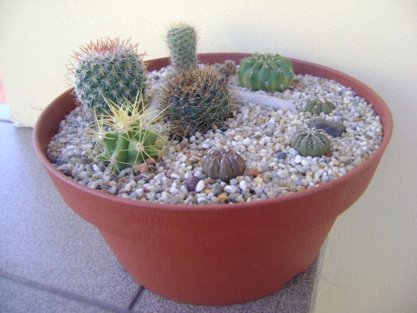 Grup de 8 cactusi - Cactusi 2017 bis