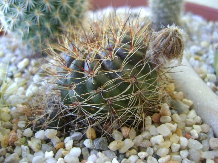 Lobivia arachnacantha v. densiseta - Cactusi 2017 bis