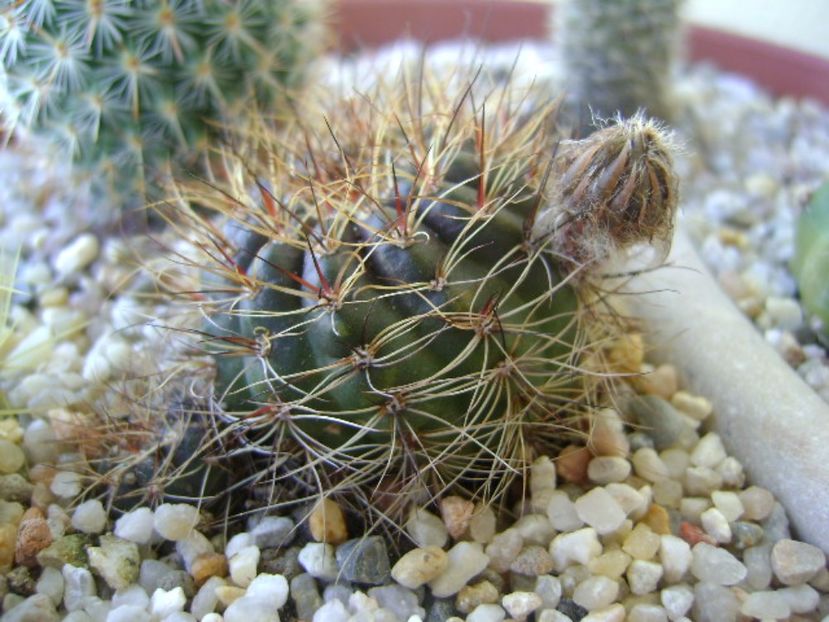 Lobivia arachnacantha v. densiseta - Cactusi 2017 bis