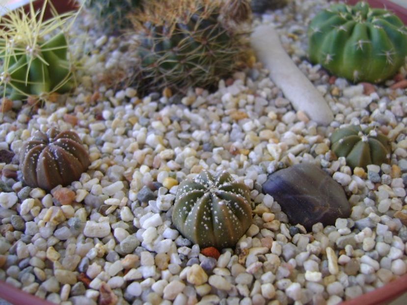 Astrophytum asterias hb., 3 ex. - Cactusi 2017 bis