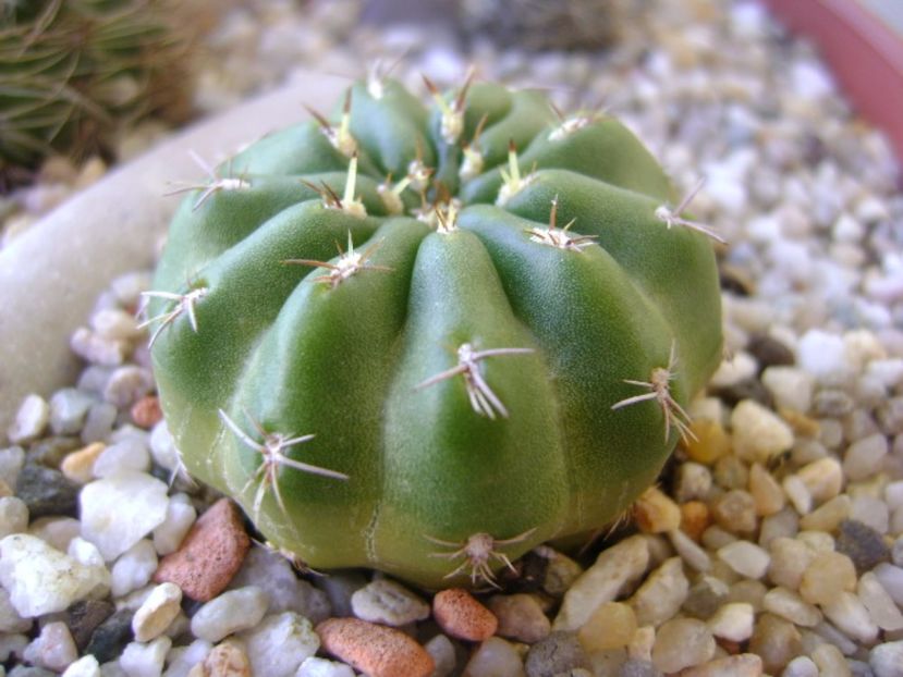 Matucana polzii - Cactusi 2017 bis