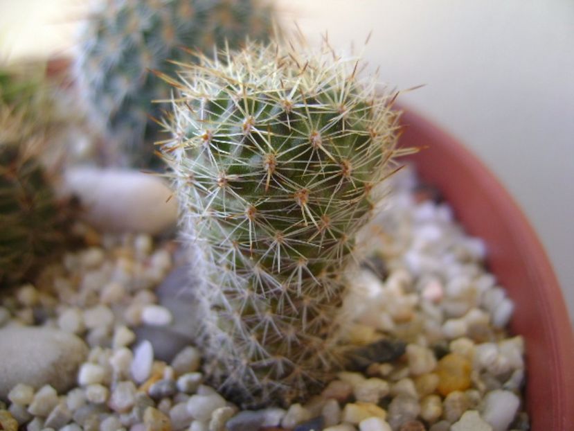Aylostera fiebrigii - Cactusi 2017 bis