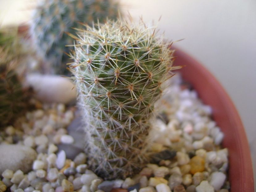 Aylostera fiebrigii - Cactusi 2017 bis