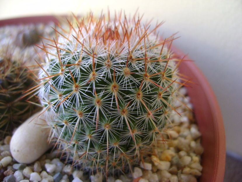 Mammillaria matudae - Cactusi 2017 bis