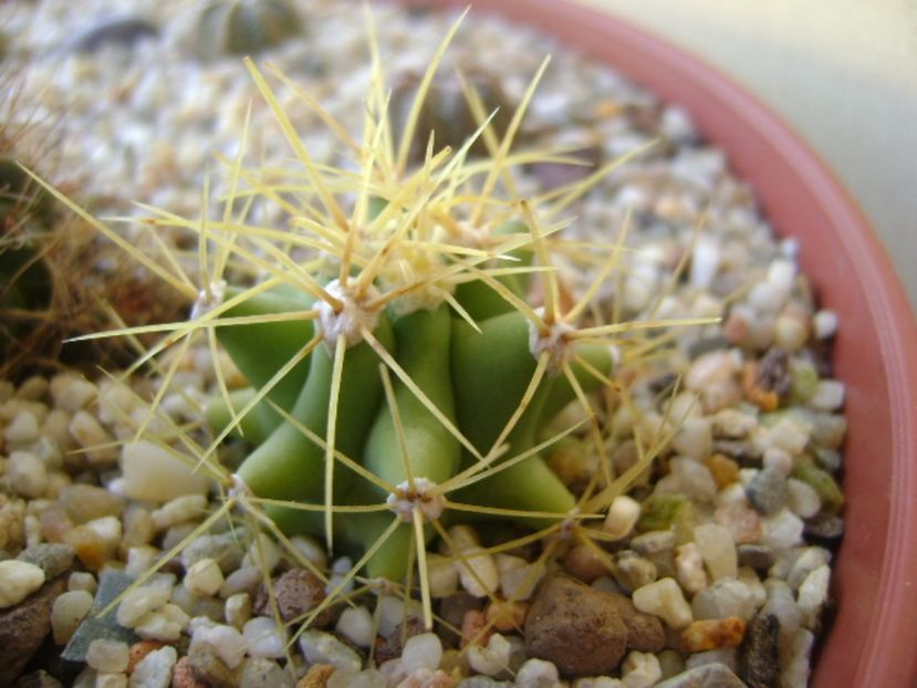 Ferocactus glaucescens - Cactusi 2017 bis