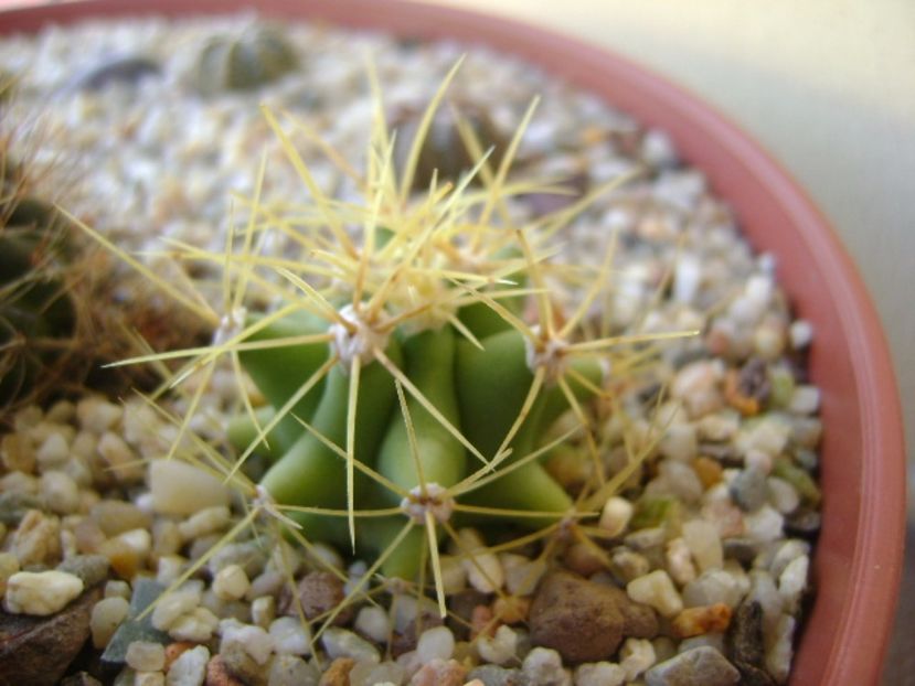 Ferocactus glaucescens - Cactusi 2017 bis