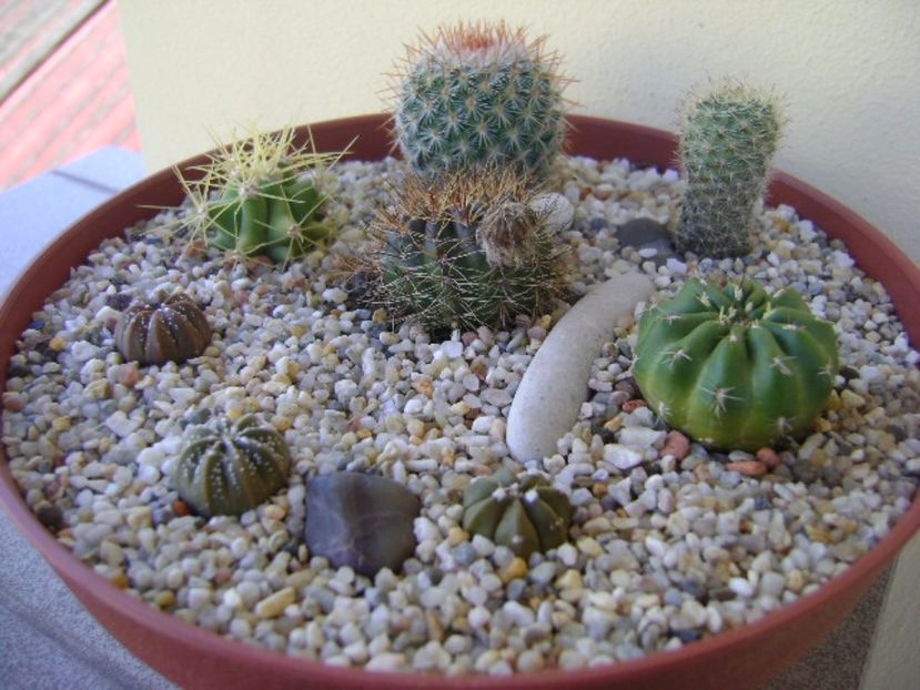 Grup de 8 cactusi - Cactusi 2017 bis