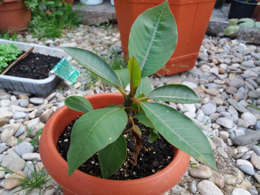  - Plumeria si adenium