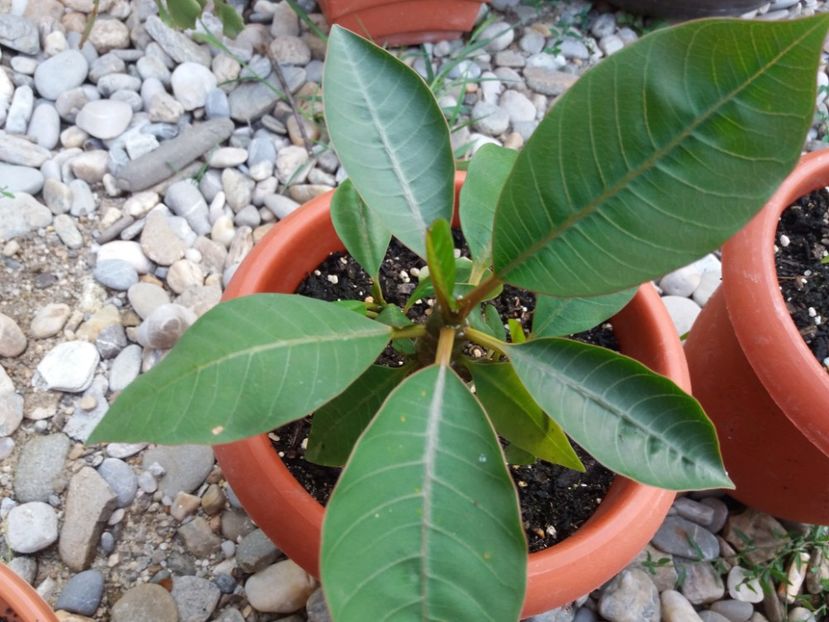  - Plumeria si adenium