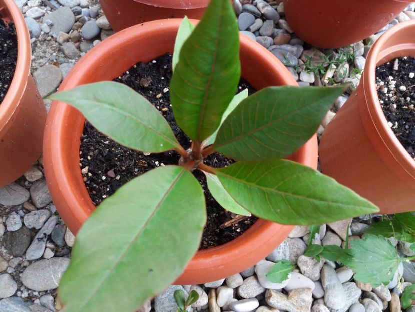  - Plumeria si adenium