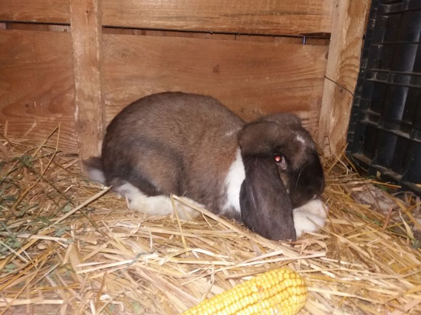 20.06.2017 - b_M_THURINGER MANTULAT2_Ro3172