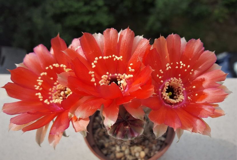  - Cactusi si suculente