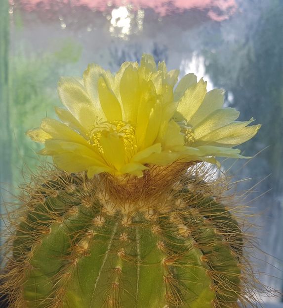  - Cactusi si suculente
