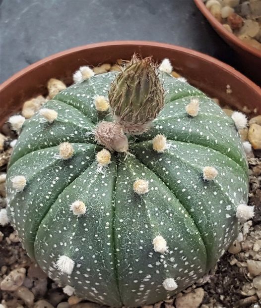 Astrophytum asterias - Cactusi si suculente