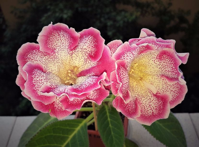 Sharm - Gloxinia