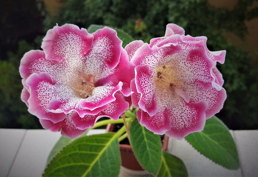  - Gloxinia