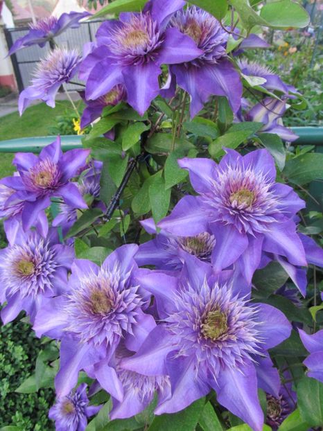  - Clematite in anul 2017