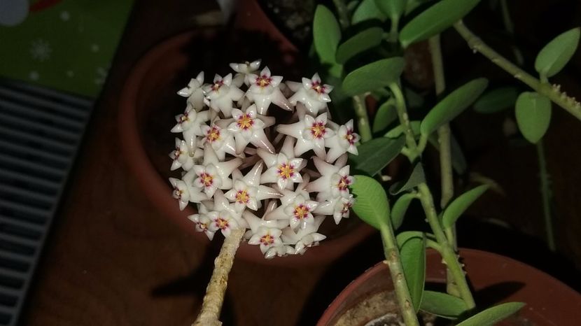 Acuta aff white 20.06.17 - Hoya 2017