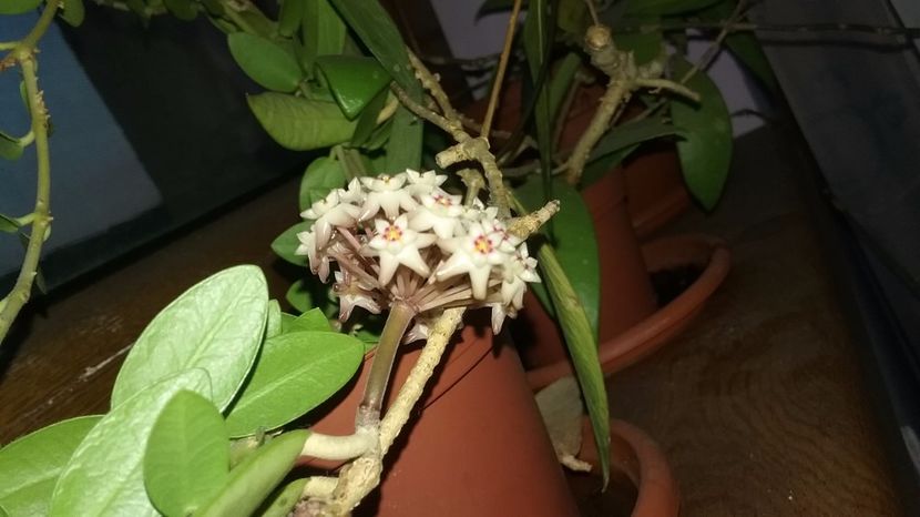 Acuta aff white 20.06.17 - Hoya 2017