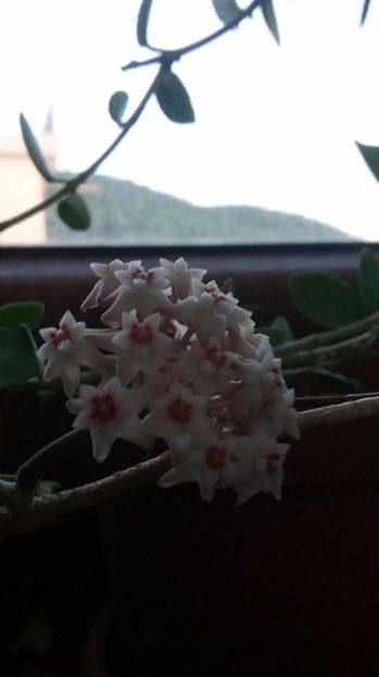 Acuta aff white 20.06.17 - Hoya 2017