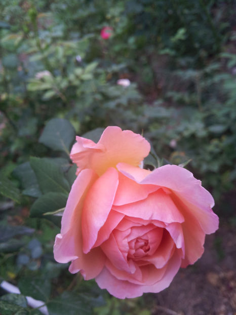 A doua inflorire - Abraham Darby