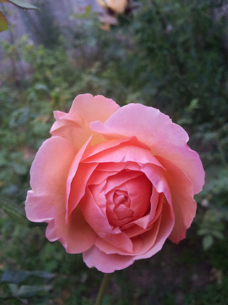  - Abraham Darby