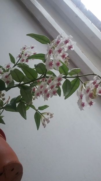 Bella - iunie 2017 - Hoya Bella