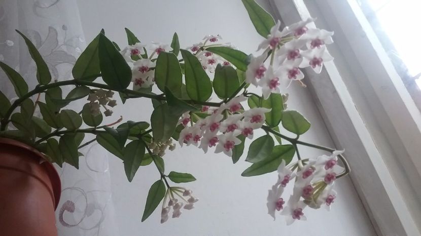 Bella - iunie 2017 - Hoya Bella