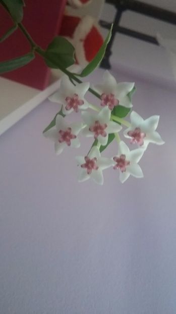 Bella - iunie 2017 - Hoya Bella