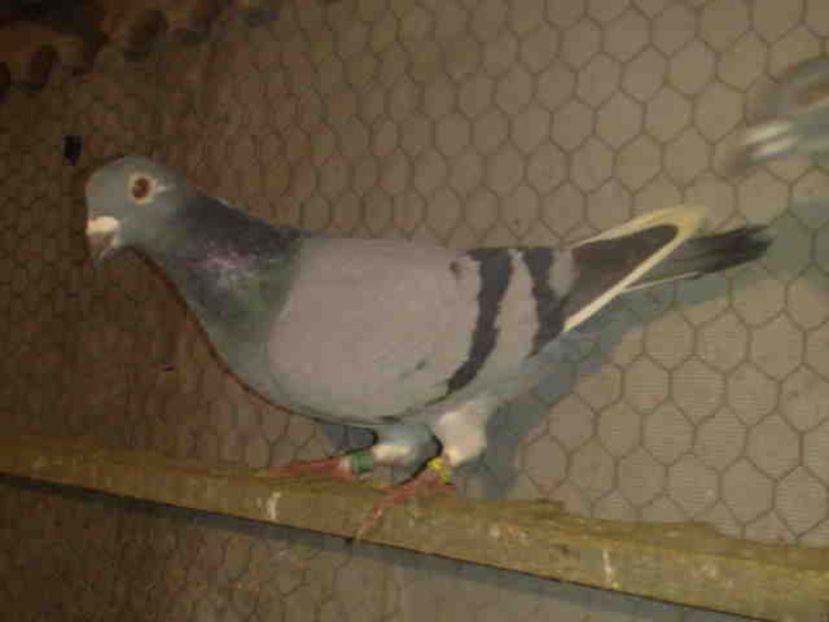 137-femela-200 lei-vandut - X-Porumbei vinduti