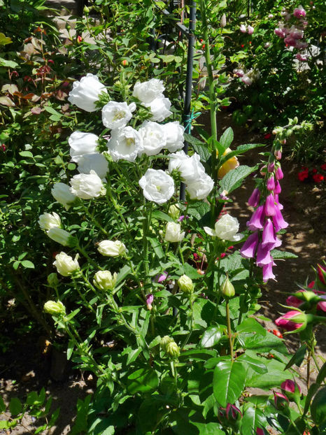 P2170537 - 2017 - 02 - Vara