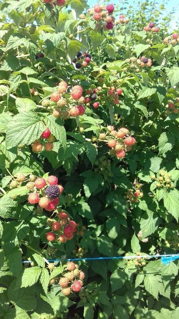 received_443483749340319 - ZMEURA NEAGRA-BLACK JEWEL