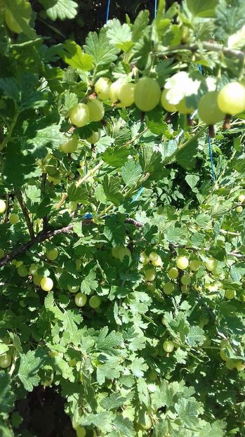 received_443483552673672 - AGRIS NEGRU ROSU GALBEN