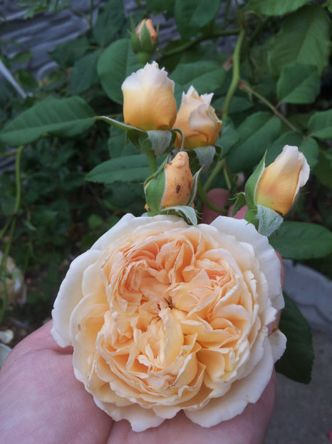  - Crown Princess Margareta