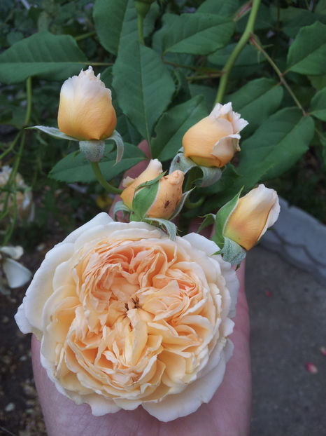  - Crown Princess Margareta