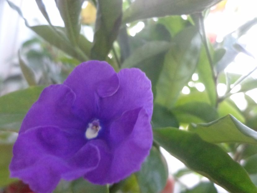 Brunfelsia - Argumente