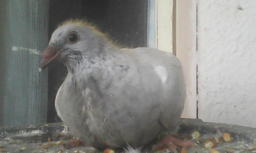  - PUII 2017 DIN LA FABRICA