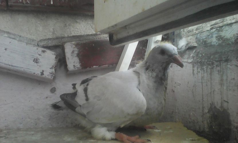 M 2017 - PUII 2017 DIN LA FABRICA