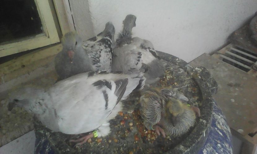  - PUII 2017 DIN LA FABRICA