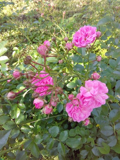  - TRANDAFIRI 2017_2018