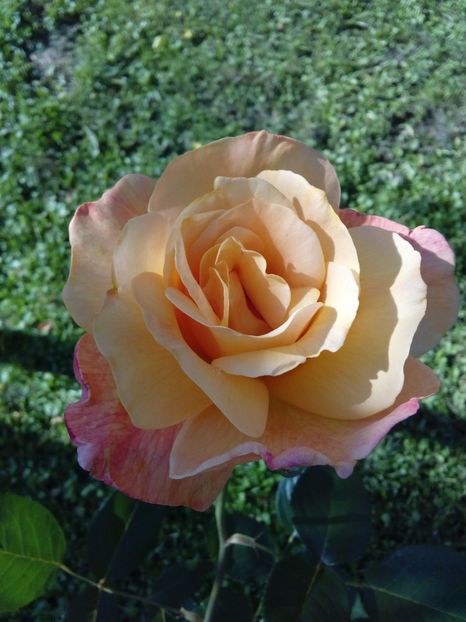  - TRANDAFIRI 2017_2018