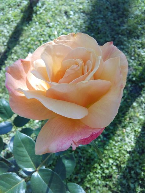  - TRANDAFIRI 2017_2018