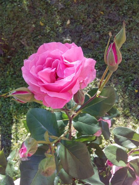  - TRANDAFIRI 2017_2018