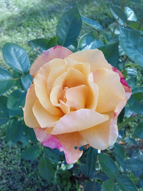  - TRANDAFIRI 2017_2018