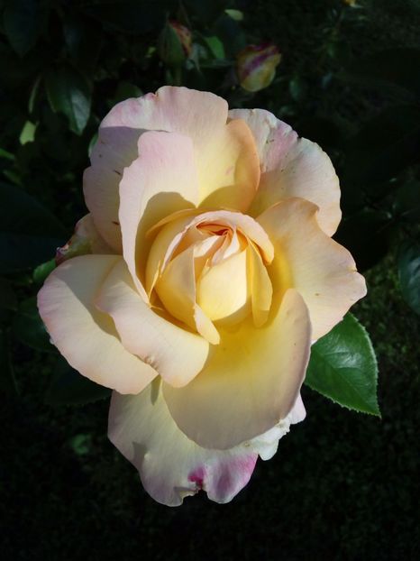  - TRANDAFIRI 2017_2018