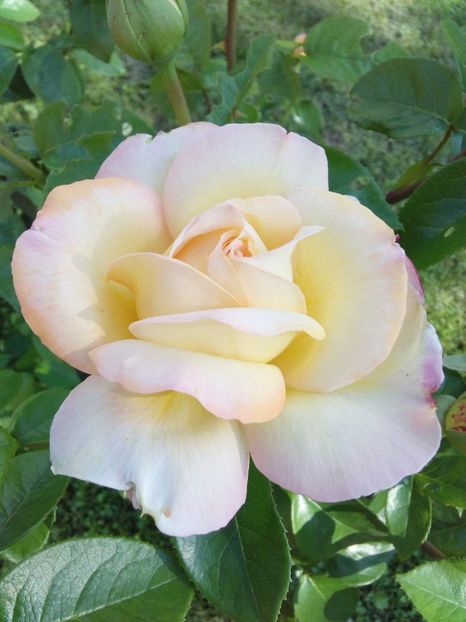  - TRANDAFIRI 2017_2018